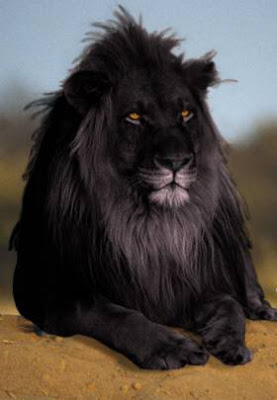 photoshopped+black+lion